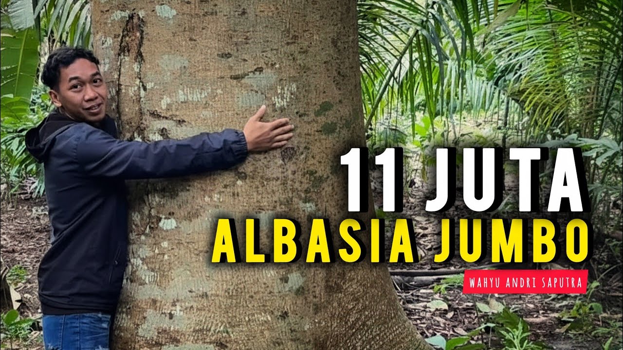 11 JUTA ALBASIA JUMBO
