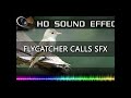Flycatcher Bird Call Sound Shorts ЁЯФЙЁЯРж HQ Flycatcher Bird Call Sound Shorts ЁЯФЙЁЯРж HQ
