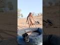 مياه الصحراء والإبل