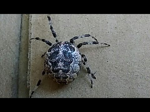 Атака паука- КРЕСТОВИК