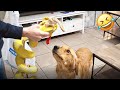Cute Golden Retriever goes crazy when surprised with a new toy 😂 (SO CUTE)