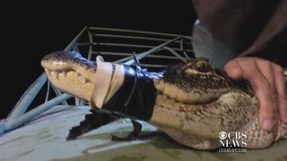 What's killing the alligators?