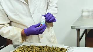 Terp Spray By Vitalize How To Use Our Sprays