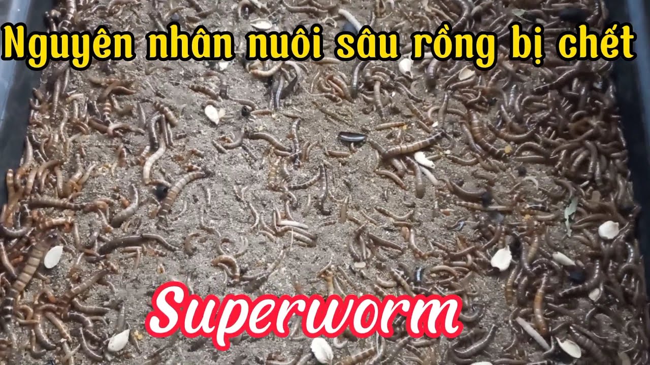 Nguyên nhân nuôi sâu rồng bị chết (sâu superworm) #superworm #mealworms ...