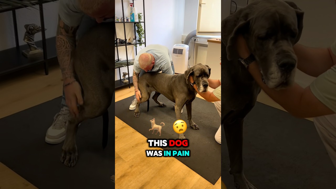 Big Dog In Pain and got Helped.