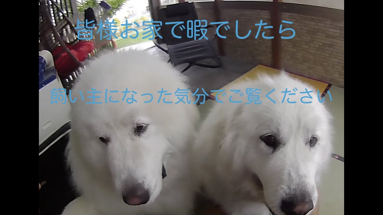 グレートピレニーズの飼い主になった気分をどうぞ