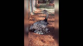 Ostrich showing off her eggs