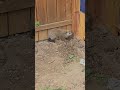 Groundhog Digging a Hole under the Fence #animals #groundhog #wildlife #cute