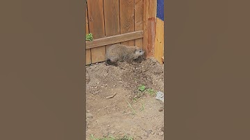 Groundhog Digging a Hole under the Fence  #animals #groundhog #wildlife #cute