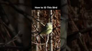 Can you identify this warbler?