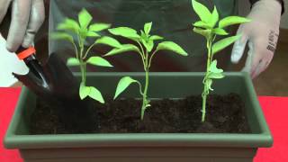 Cifo - Ascolta Le Tue Piante - Lorto Domestico