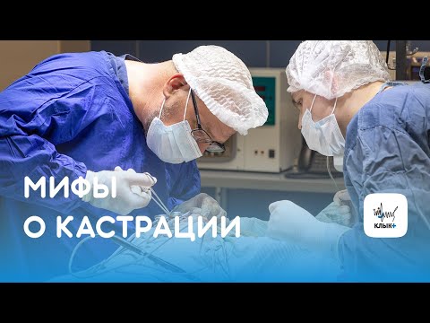 Кастрация кота, стерилизация кошки, собаки