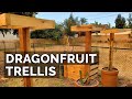 How to Build a Dragon Fruit Trellis and Plant Your First Dragon Fruit Cutting