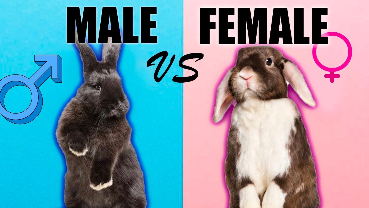 Male Rabbits Vs Female Rabbits The Differences Youtube