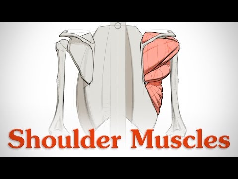 Video: How To Draw Shoulders