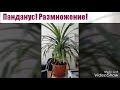 Панданус. Размножение черенком. Укоренение в воде.