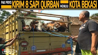 Pak Priyo Kirim Lagi Sapi Qurban Ekonomis Delapan Ekor Satu Truk Penuh Ke Bekasi !!