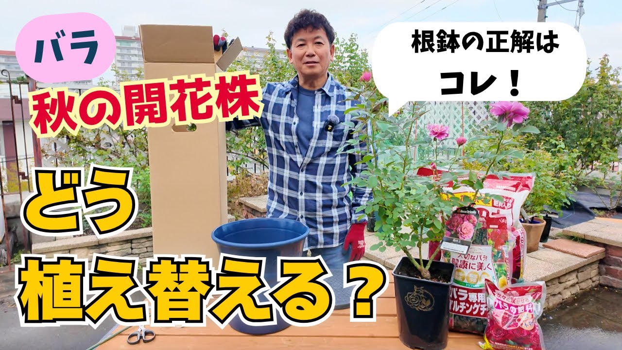 村っち【秋バラ植え付け】根鉢を崩さず＆花後の剪定は花摘み程度！！肥料は？