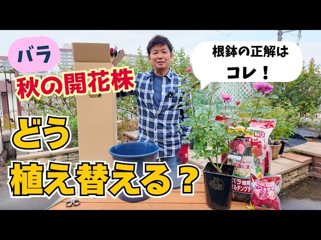 Muracchi [Autumn Rose Planting] Don't disturb the root ball and