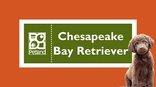 Chesapeake Bay Retriever Fun Facts