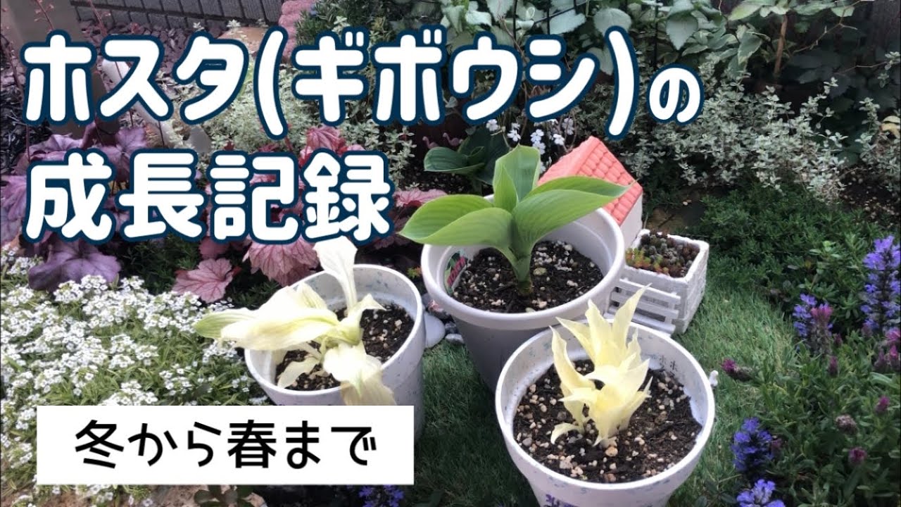 ホスタの成長記録 ホールソーでプランターの底穴を開けてみた ちくわの日常の16 Youtube ホスタの成長記録 ホールソーでプランターの底穴を開けてみた ちくわの日常の16 Youtube