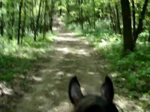 Over 60 still trail riding Horses.wmv