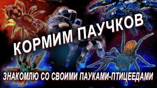 Кормление пауков-птицеедов. Болтаю о своих питомцах 🕷️