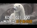 神戸市立　王子動物園の動物たち見てきた。　Kobe City Oji Zoo.