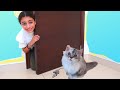 ¡Nuevo cuento infantil de Heidi con un gato! Reglas importantes para el cuidado de animales