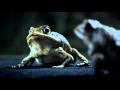 Ford advert  ralph  les the cane toads