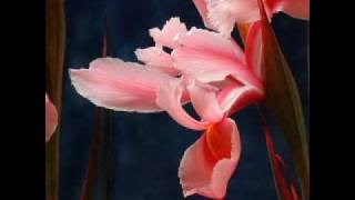 paul mauriat - minuetto