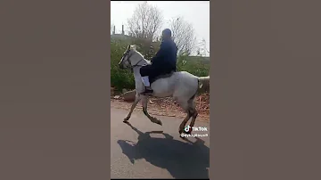خبر ايه يا بحر يا كبير اكسبلور خيل 