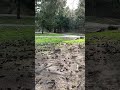 Yard clearing #arrma