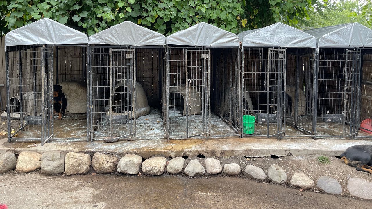 Cleaning my kennel YouTube