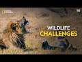 Wildlife challenges  savage kingdom    full episode  s4e1  national geographic