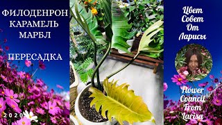 картинка: ФИЛОДЕНДРОН КАРАМЕЛЬ МАРБЛ ПЕРЕСАДКА 4К