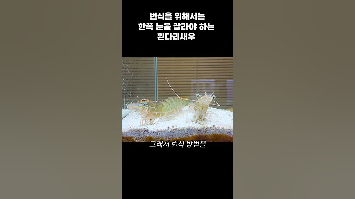 흰다리새우 자연번식에 도전합니다!