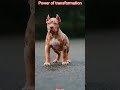 power of transformation#pitbul #lover