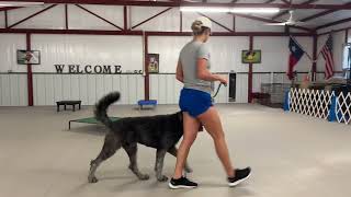 Milo- Board and Train Program (Flower Mound)