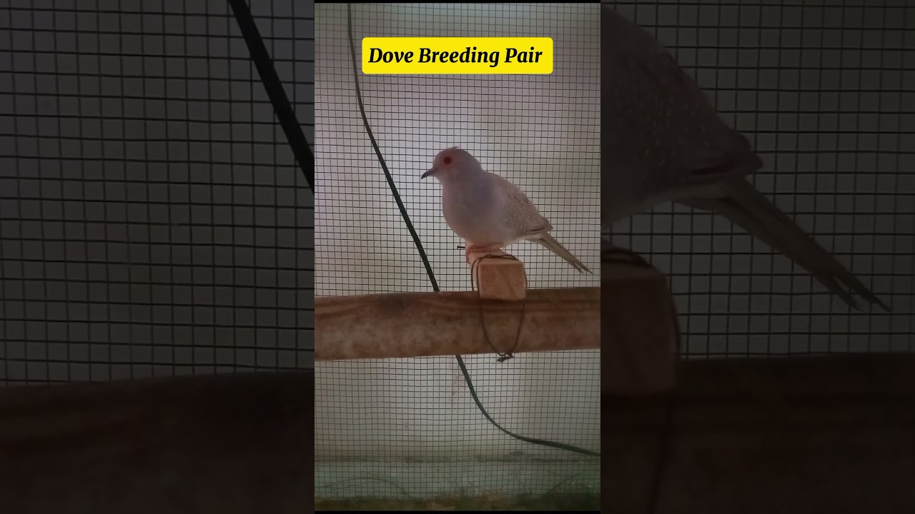 Diamond dove bird | Diamond dove Breeding | diamond dove bird 