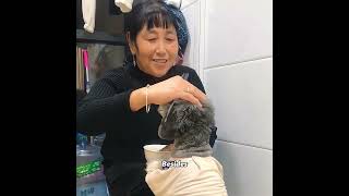 This is the busiest dog I have ever seen！#pets #cute #funny #shorts