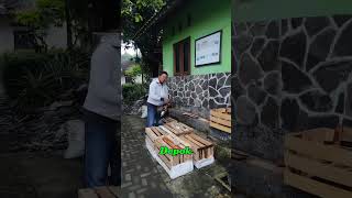 Juragan di Depok Borong 10 Ekor Indukan Kalkun! Kirim Cepat 1 Hari Sampai 🔥