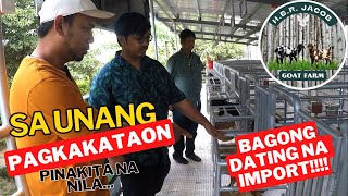Bagong Imported Goats Ng Hbr Jacobs Goat Farm Pinakita Naboer Goat Farming Bauan Batangas