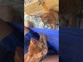 Cats #pets