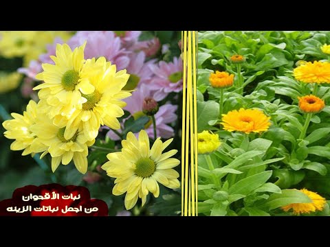 فيديو: زراعة الأقحوان في الخريف: نصيحة مهنية