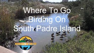 Where to Go Birding on South Padre Island  Valley Land Trust, Convention Center, Mudflats & More
