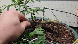 #Cannabonsai veg week 4. Cannabis indoor bonsai #Fecida CR600 LED full spectrum #simproformula