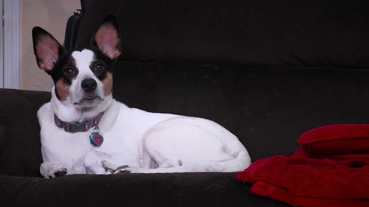 A Day in the Life of a Dog: A Dogumentary