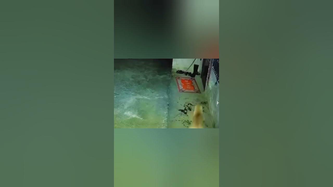 собака обоссалась - YouTube