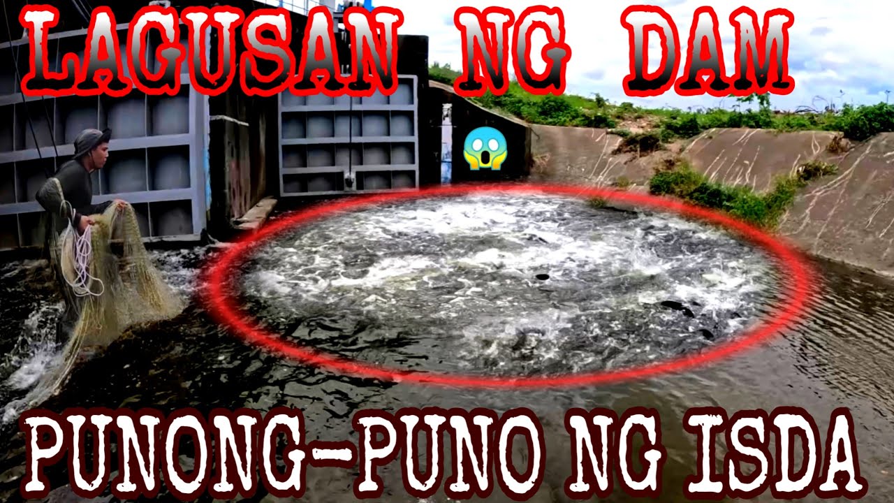 Hindi Kami Makapaniwala Bumaha Ng Napakaraming Isda Sa Lagusan Ng Dam